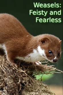 Weasels: Feisty and Fearless Trailer