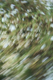 Weeds and Wildflowers Trailer