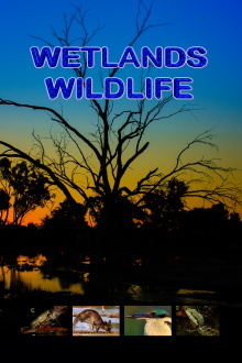 Wetlands Wildlife Trailer