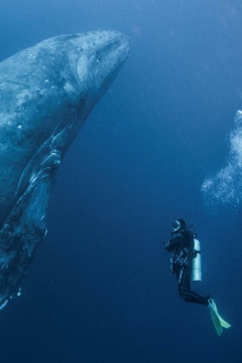 Whale Patrol Trailer
