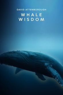 Whale Wisdom Trailer