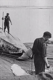 Whaling Afloat and Ashore Trailer