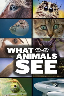 What Animals See Trailer