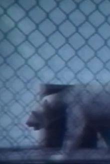 What do old bears dream of? Trailer