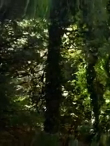 WHAT IS A MAN WITHOUT A SHADOW Trailer