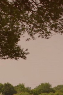 What's Killing Our Bees? Trailer
