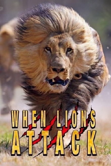 When Lions Attack Trailer
