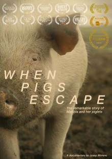 When Pigs Escape Trailer