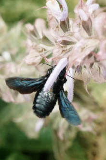 Where the Wild Bees Are Trailer