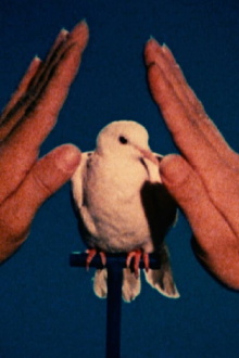 White Dove Trailer