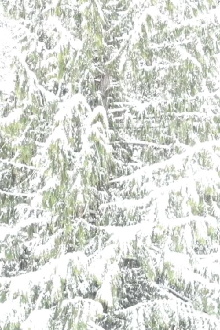 White Out Trailer