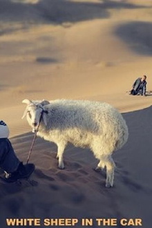White Sheep in the Car Trailer