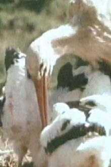 White Storks Trailer