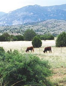 Whose Home on the Range? Trailer