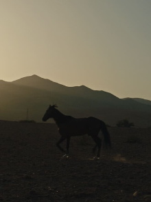Why Did You Leave the Horse Alone? Trailer