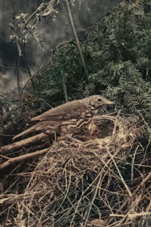 Wild Birds in Their Haunts Trailer
