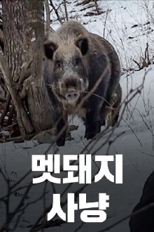 Wild Boar Hunting Trailer