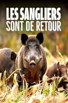 Wild Boar: The Comeback Trailer