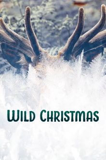 Wild Christmas Trailer