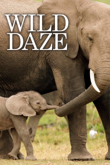 Wild Daze Trailer