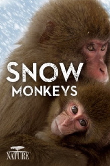 Wild Japan: Snow Monkeys Trailer