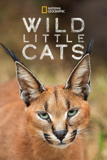 Wild Little Cats Trailer