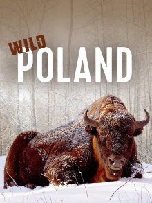 Wild Poland Trailer