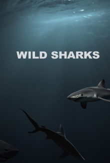 Wild Sharks Trailer