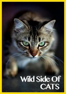 Wild Side of Cats Trailer