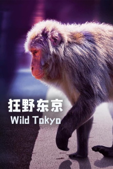 Wild Tokyo Trailer