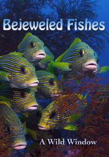 Wild Window: Bejeweled Fishes Trailer