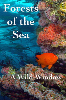 Wild Window: Bosques del Mar Trailer