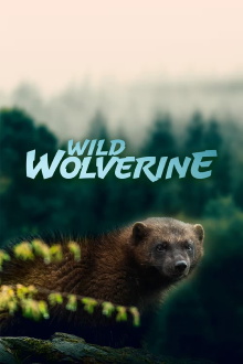 Wild Wolverine Trailer