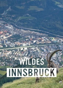 Wildes Innsbruck: Zwischen Moderne und alpiner Wildnis Trailer