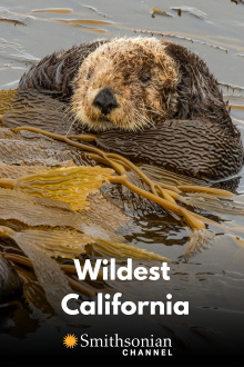 Wildest California Trailer
