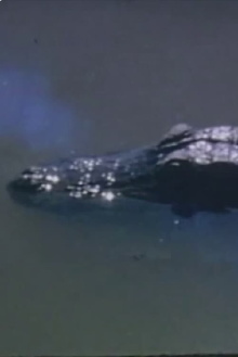 Wind Across the Everglades Trailer