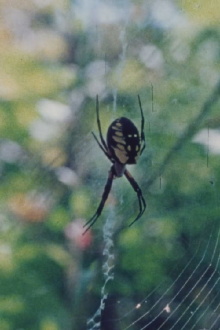 Wind in the Web Trailer