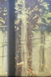 Windchimes, Window, Tree Trailer