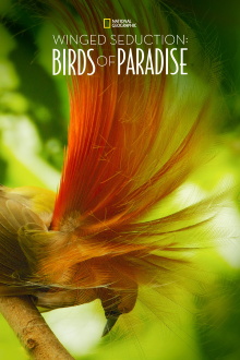 Winged Seduction: Birds of Paradise Trailer