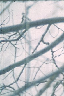 Wintergarden. Hudson River Diary Book: III Trailer