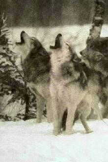 Wolf Trailer