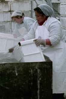 Women Workers in Greenland Trailer