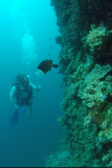 Wonders of the Great Barrier Reef with Iolo Williams Trailer