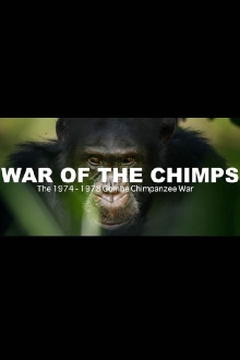 World War Chimp | The Brutal 1974 - 1978 Gombe Chimpanzee War: Documentary Trailer