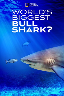 World's Biggest Bull Shark? Trailer