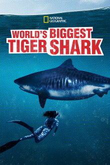 World's Biggest Tiger Shark Trailer