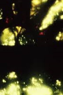 Yali Trailer