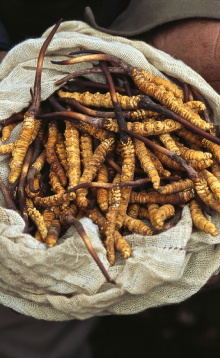 Yarsagumbu, l'or de l'Himalaya Trailer