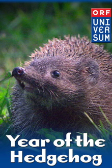 Year of the Hedgehog Trailer
