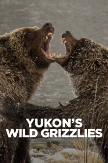 Yukon's Wild Grizzlies Trailer